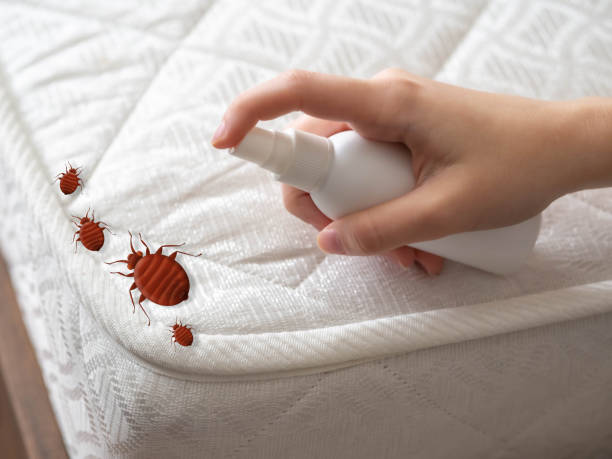 Best Flea Control Services  in Cle Elum, WA