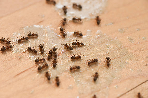 Wasp Removal Services in Cle Elum, WA