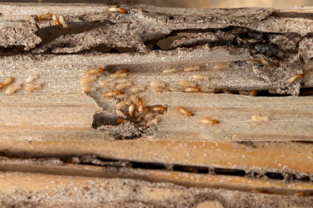 Trusted Cle Elum, WA Pest Control Experts