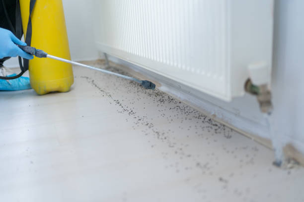 Best Pest Control Treatment  in Cle Elum, WA
